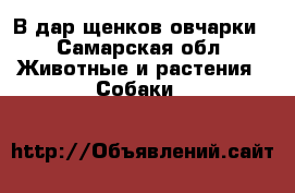 В дар щенков овчарки - Самарская обл. Животные и растения » Собаки   